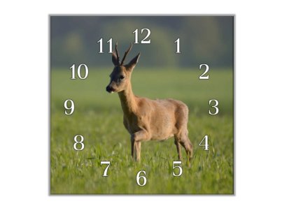 Nástěnné hodiny 30x30cm srnec v trávě (Materiál kalené sklo)