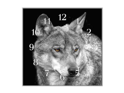 Nástěnné hodiny 30x30cm šedý vlk (Materiál kalené sklo)