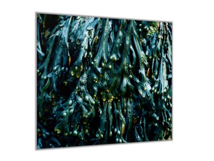 obraz do interieru sklo tyrkysove morske rasy 289081873