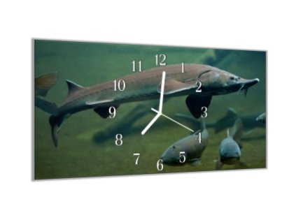Nástěnné hodiny 30x60cm ryba jeseter (Materiál kalené sklo)