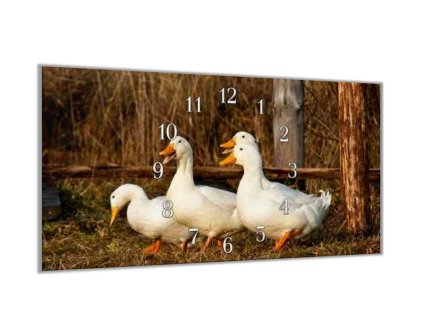 Nástěnné hodiny 30x60cm kachny ve stodole (Materiál kalené sklo)