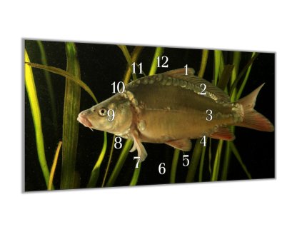 Nástěnné hodiny 30x60cm ryba kapr lysec (Materiál kalené sklo)