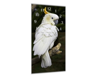 Nástěnné hodiny 30x60cm papoušek kakadu žlutolící (Materiál kalené sklo)