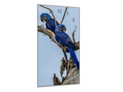 Nástěnné hodiny 30x60cm ara hyacintová na větvi (Materiál kalené sklo)