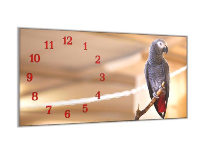 Nástěnné hodiny 30x60cm papoušek žako na větvi (Materiál kalené sklo)