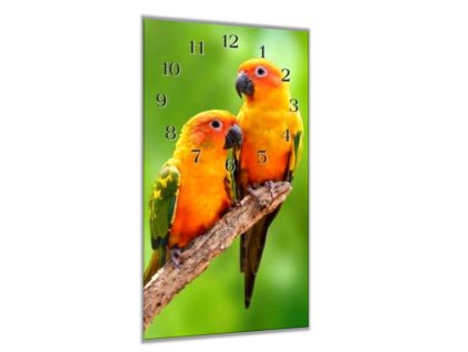 Nástěnné hodiny 30x60cm papoušek aratinga sluneční (Materiál kalené sklo)