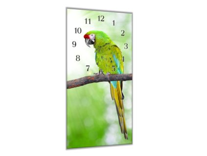 Nástěnné hodiny 30x60cm papoušek ara zelený (Materiál kalené sklo)