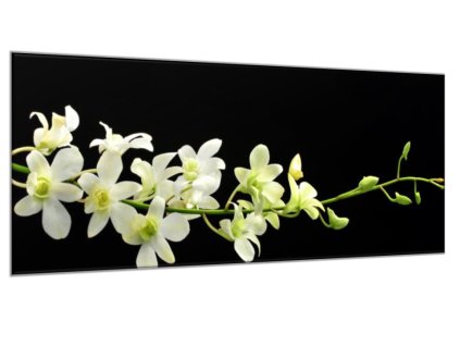 Obraz skleněný bílo žlutá orchidej (Rozměry-obdélník 90 x 120 cm)