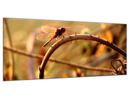 Obraz skleněný vážka v přírodě (Rozměry-obdélník 90 x 120 cm)