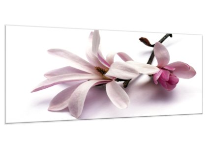 Obraz skleněný květ růžové magnolie na bílém pozadí (Rozměry-obdélník 90 x 120 cm)