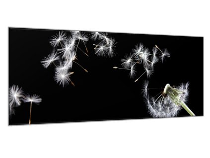 Obraz skleněný odkvetlá pampeliška a letící chmýří (Rozměry-obdélník 40 x 60 cm)