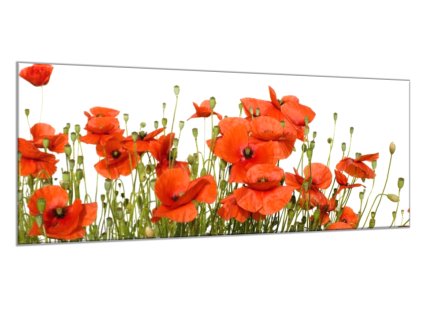 Obraz skleněný květy vlčí máky na bílém pozadí (Rozměry-obdélník 90 x 120 cm)