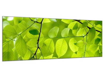 Obraz skleněný detail listí stromu buk (Rozměry-obdélník 90 x 120 cm)