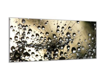 Obraz skleněný rosa na odkvetlé pampelišce (Rozměry-obdélník 90 x 120 cm)