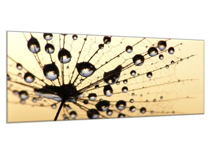 Obraz skleněný rosa na odkvetlé pampelišce (Rozměry-obdélník 90 x 120 cm)