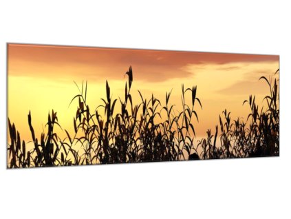 Obraz skleněný tráva v západu slunce (Rozměry-obdélník 90 x 120 cm)