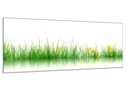 Obraz skleněný tráva s rozkvetlou pampeliškou (Rozměry-obdélník 90 x 120 cm)