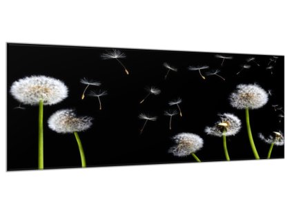 Obraz skleněný odkvetlé pampelišky zelené stonky (Rozměry-obdélník 90 x 120 cm)