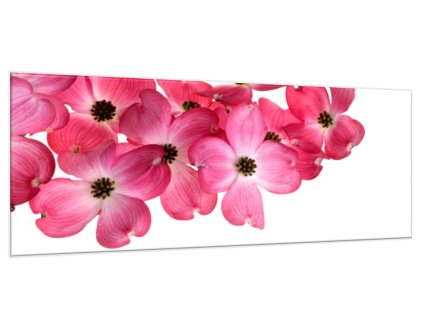 Obraz skleněný růžové květy na bílém pozadí (Rozměry-obdélník 90 x 120 cm)