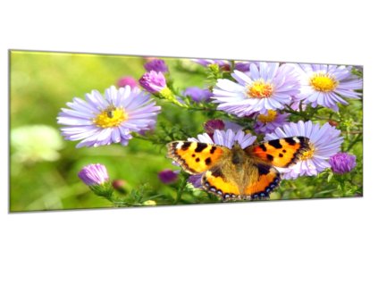 Obraz skleněný luční květy s motýlem (Rozměry-obdélník 90 x 120 cm)