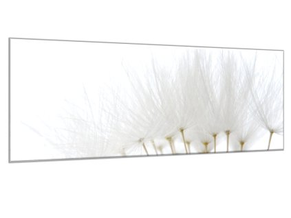 Obraz skleněný odkvetlé bílé chmýří pampelišky (Rozměry-obdélník 90 x 120 cm)