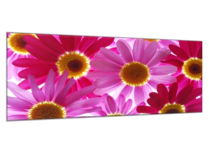 Obraz skleněný květy růžové a červené kopretiny (Rozměry-obdélník 90 x 120 cm)