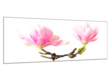 Obraz skleněný květy dvě magnolie na větvi (Rozměry-obdélník 90 x 120 cm)