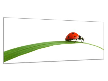 Obraz skleněný beruška na listu trávy (Rozměry-obdélník 90 x 120 cm)