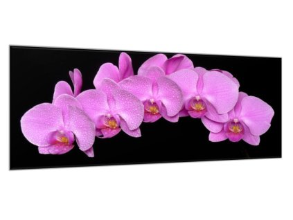 Obraz skleněný květy fialová orchidej na černém pozadí (Rozměry-obdélník 90 x 120 cm)