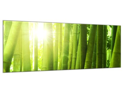 Obraz skleněný bambusový les (Rozměry-obdélník 90 x 120 cm)