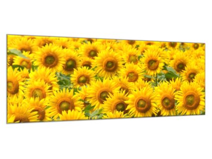 Obraz skleněný pole květy slunečnic (Rozměry-obdélník 90 x 120 cm)