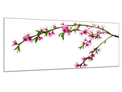 Obraz skleněný rozkvetlá větev třešně - 30 x 60 cm (Rozměry-obdélník 30 x 60 cm)