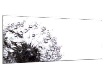 Obraz skleněný černá odkvetlá pampeliška s rosou (Rozměry-obdélník 90 x 120 cm)