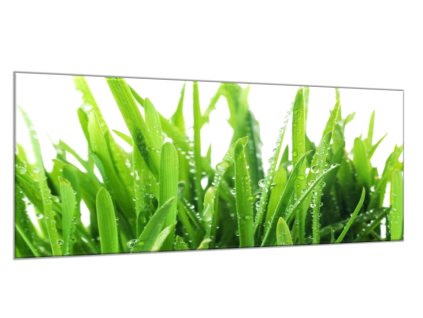Obraz skleněný zelená tráva s rosou (Rozměry-obdélník 90 x 120 cm)