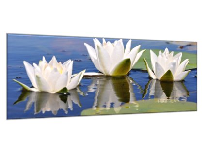 Obraz skleněný bílé lekníny na hladině jezera (Rozměry-obdélník 90 x 120 cm)