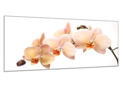 Obraz skleněný květy losová orchidej (Rozměry-obdélník 90 x 120 cm)