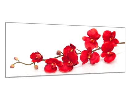 Obraz skleněný květy červená orchidej (Rozměry-obdélník 90 x 120 cm)