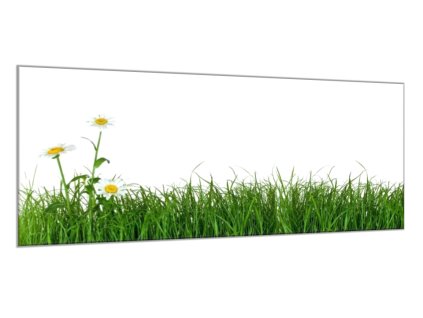 Obraz skleněný tráva s květem kopretiny (Rozměry-obdélník 90 x 120 cm)