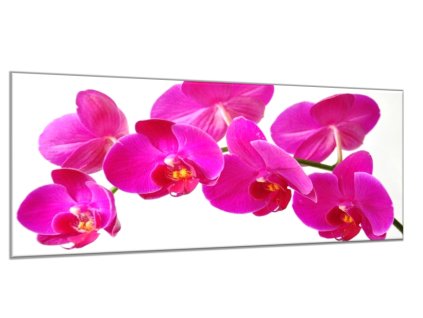 Obraz skleněný květ tyrkysově růžové orchideje (Rozměry-obdélník 90 x 120 cm)