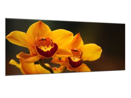 Obraz skleněný oranžový květ orchideje na hnědém pozadí (Rozměry-obdélník 90 x 120 cm)