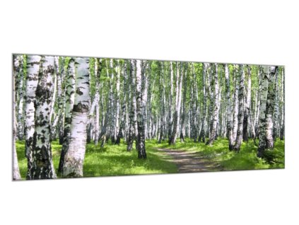 Obraz skleněný březový les (Rozměry-obdélník 90 x 120 cm)