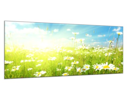 Obraz skleněný jarní louka kopretin se sluncem (Rozměry-obdélník 90 x 120 cm)