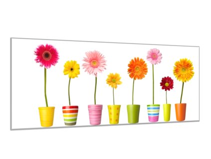 Obraz skleněný barevné gerbery v květináči (Rozměry-obdélník 90 x 120 cm)