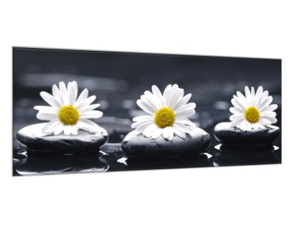 Obraz skleněný bílé kopretiny na černém kameni (Rozměry-obdélník 90 x 120 cm)