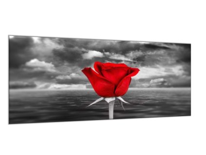 Obraz skleněný květ červené růže na šedém pozadí (Rozměry-obdélník 90 x 120 cm)