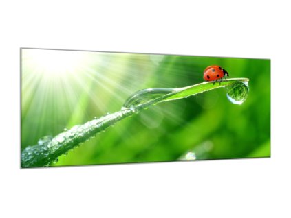 Obraz skleněný beruška na stéblu trávy s rosou (Rozměry-obdélník 90 x 120 cm)