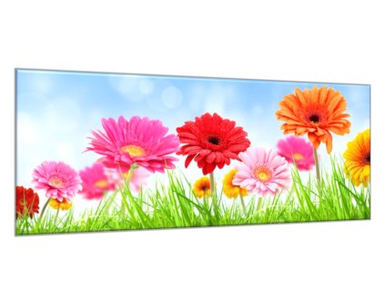 Obraz skleněný barevné gerbery v trávě a nebe (Rozměry-obdélník 90 x 120 cm)
