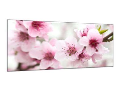 Obraz skleněný rozkvetlé růžové květy na větvi (Rozměry-obdélník 90 x 120 cm)