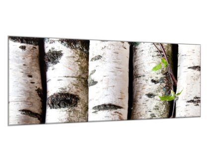 Obraz skleněný kůly z břízy (Rozměry-obdélník 90 x 120 cm)
