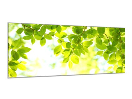 Obraz skleněný slunce mezi větvemi listí (Rozměry-obdélník 90 x 120 cm)